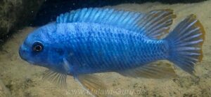 Labeotropheus fuelleborni 'Namalenje Island'